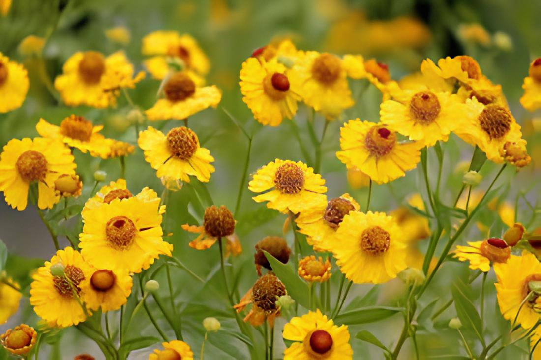 100 Seeds Beautiful Sneezeweed Flower Fresh Seeds