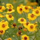 100 Seeds Beautiful Sneezeweed Flower Fresh Seeds