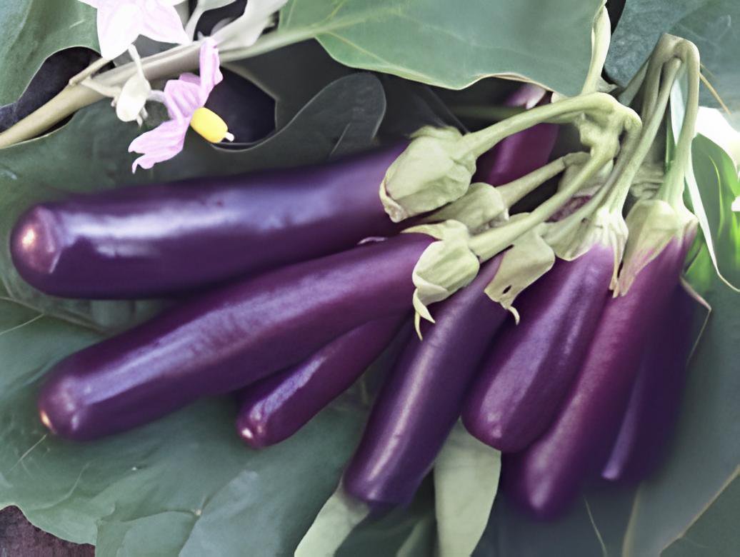 40 Seeds Heirloom Rare Long eggplant Fresh Seeds