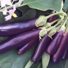 40 Seeds Heirloom Rare Long eggplant Fresh Seeds