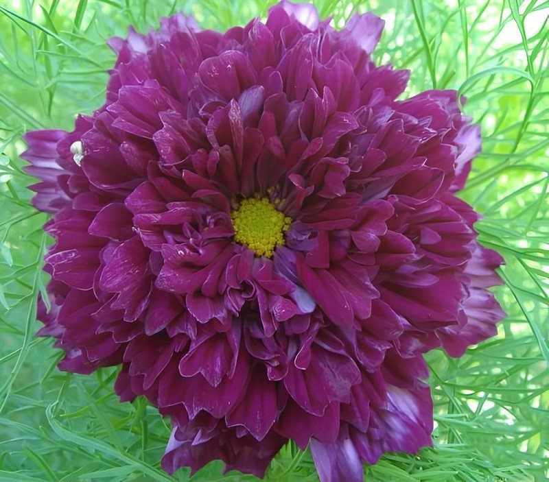 100 Seeds Purple (Mixed) Cosmos Bipinnatus Coreopsis Fresh Seeds