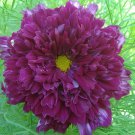 100 Seeds Purple (Mixed) Cosmos Bipinnatus Coreopsis Fresh Seeds