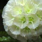6 Seeds Scabiosa Stellata Starflower Pincushions Fresh Seeds