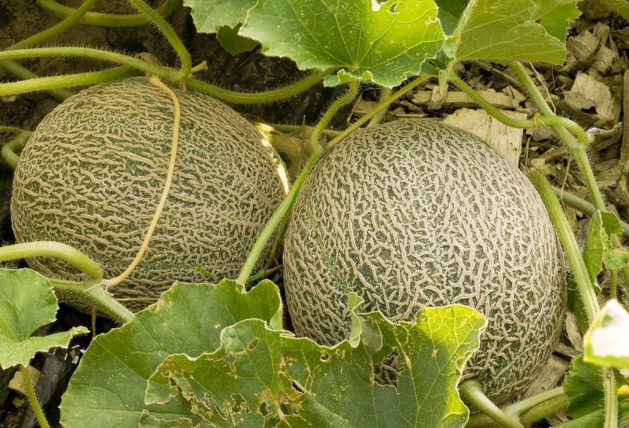 40 Seeds Green Muskmelon Sweet Melon Fresh Seeds