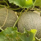 40 Seeds Green Muskmelon Sweet Melon Fresh Seeds