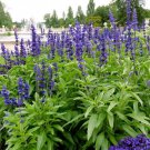 40 Seeds Mixed 5 Typed of Salvia with Tubular Flowers Fresh Seeds