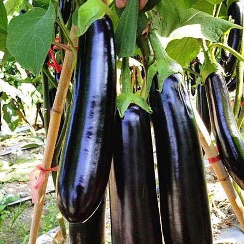 400 Seeds Black Eggplant Fresh Seeds