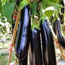 400 Seeds Black Eggplant Fresh Seeds