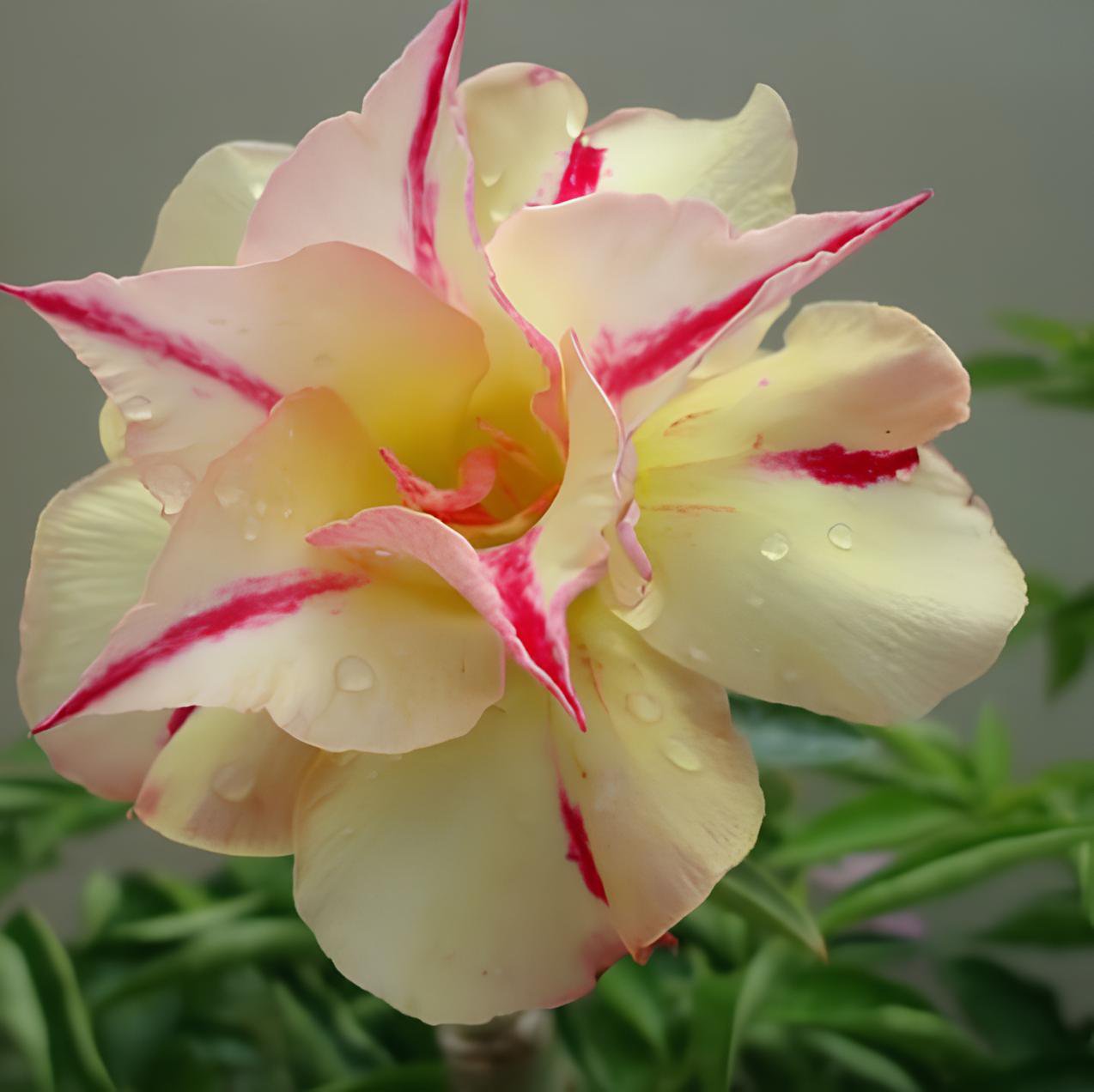 4 Seeds Adenium Light Orange Double Petals Dark Red Stripes Desert Rose Bonsai Fresh Seeds