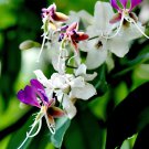 10 Seeds Heirloom Lysidice Rhodostegia Hance Tree Fresh Seeds