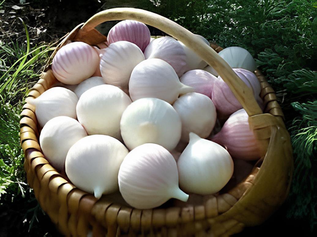 100 Seeds Giant Garlic Bulbils Lyubasha Winter(not Cloves) Fresh Seeds