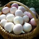 100 Seeds Giant Garlic Bulbils Lyubasha Winter(not Cloves) Fresh Seeds