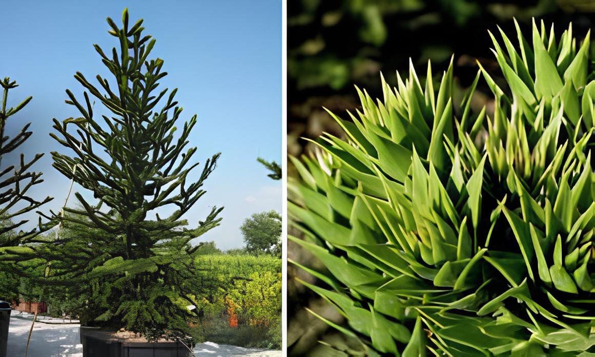 100 Seeds Araucaria Araucana for Planting Monkey Puzzle Tree Fresh Seeds