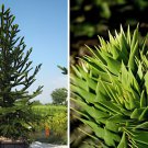 100 Seeds Araucaria Araucana for Planting Monkey Puzzle Tree Fresh Seeds