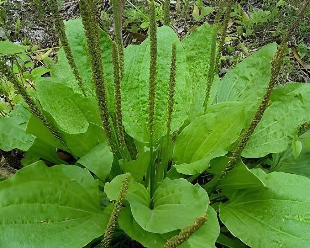 200 Seeds Organic Broadleaf Plantain Plantago Major Non-Hybrid Fresh Seeds