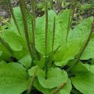 200 Seeds Organic Broadleaf Plantain Plantago Major Non-Hybrid Fresh Seeds
