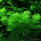1000 Seeds Limnophila Sessiliflora Moss Aquatic Plant Family Easy Plant Fresh Seeds