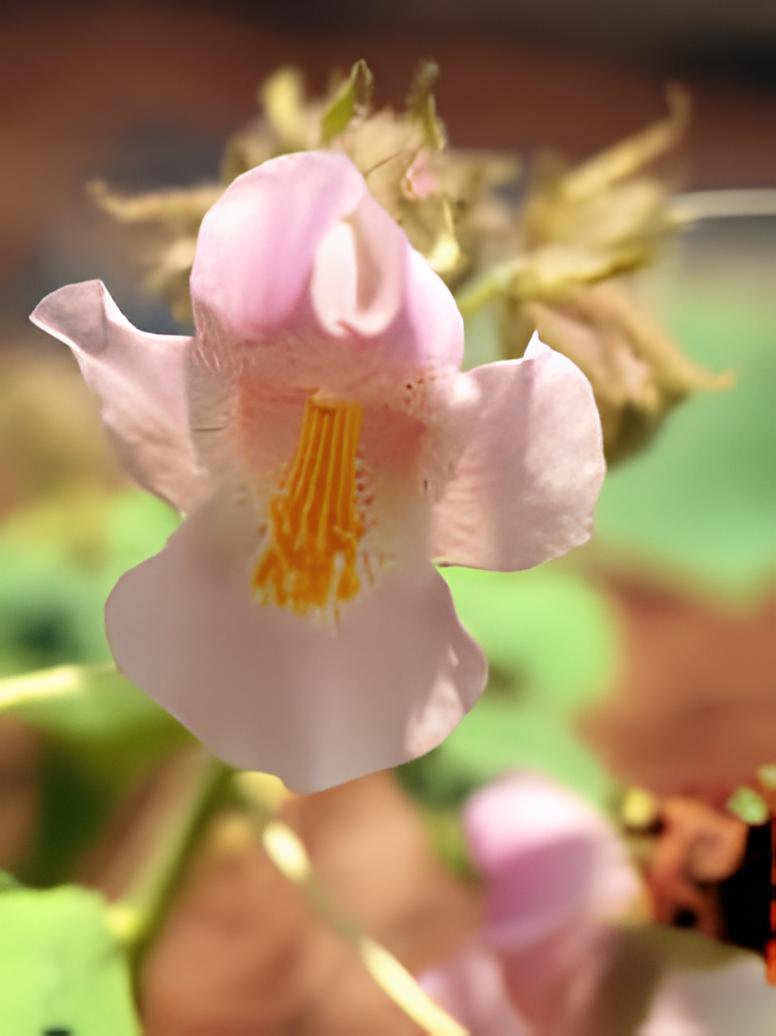 6 Seeds Proboscidea Louisianica Fresh Seeds