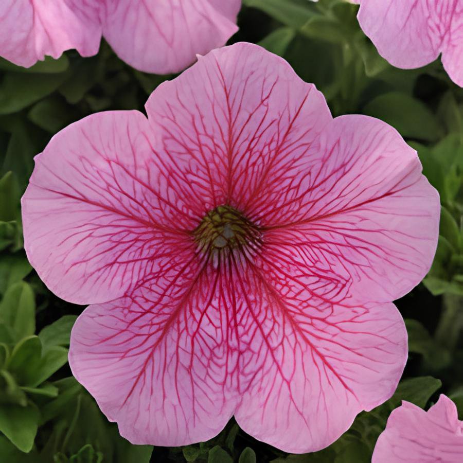 400 Seeds Petunia Big Flower Pink Flowers with White Spots Fresh Seeds