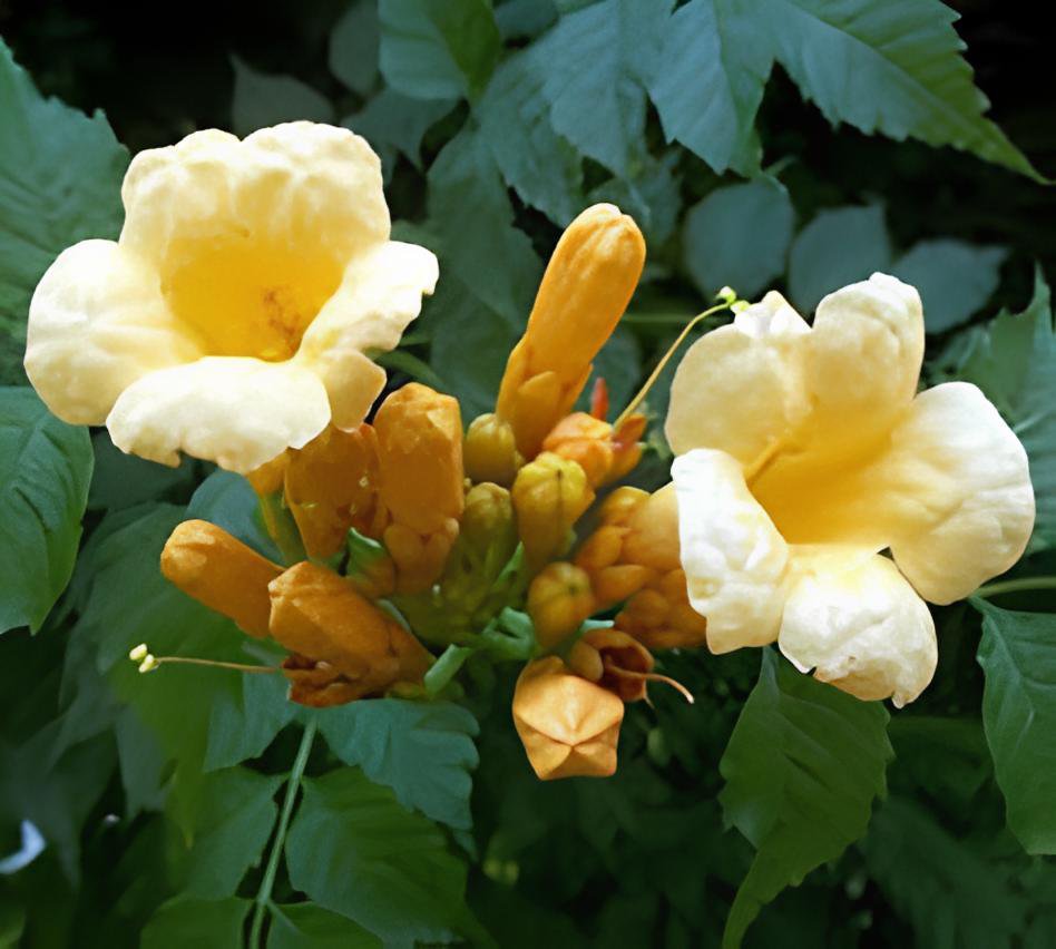 20 Seeds Campsis Radicans Yellow Flowers Climbing Vine Fresh Seeds