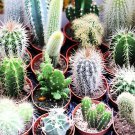 1000 Seeds Mini Cactus Suculent Fresh Seeds