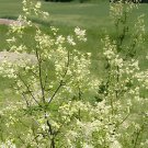 100 Seeds Purple Meadow Rue Seeds Non-Hybrid, Open-Pollinated Fresh Seeds