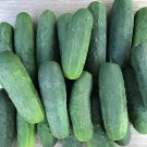 18 Seeds Combos Cucumbers Fresh Seeds