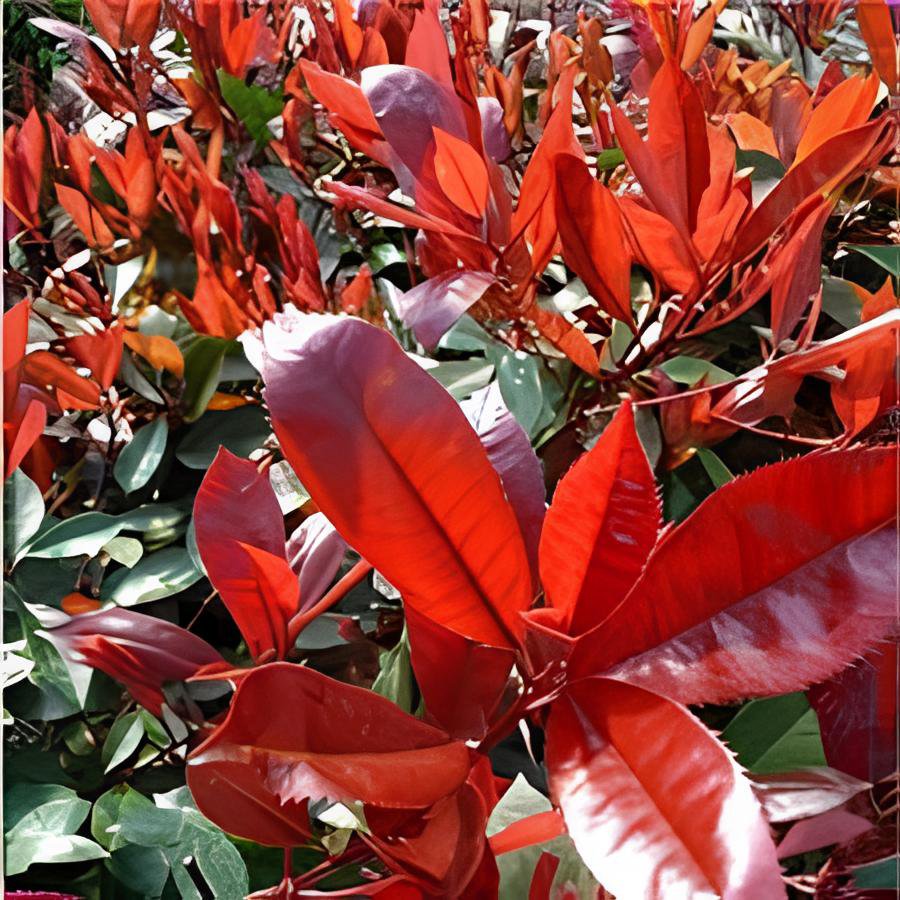 20 Seeds Photinia Serrulata Bonsai Fresh Seeds