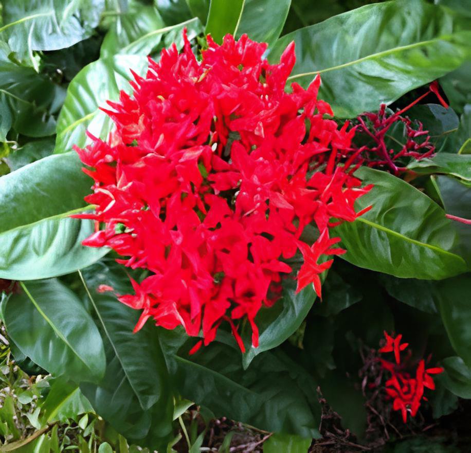 20 Seeds Ixora Red Flower Fresh Seeds