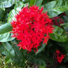 20 Seeds Ixora Red Flower Fresh Seeds
