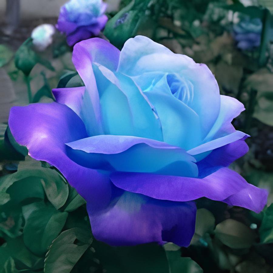 200 Seeds Blue Pink Rose Rare Color Fresh Seeds