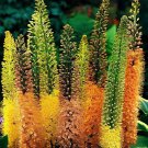 200 Seeds Foxtail Lily Flower Fresh Seeds
