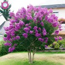 200 Seeds Crape Myrtle - Lagerstroemia Indica 'Natchez' Perennial Flowers Fresh Seeds