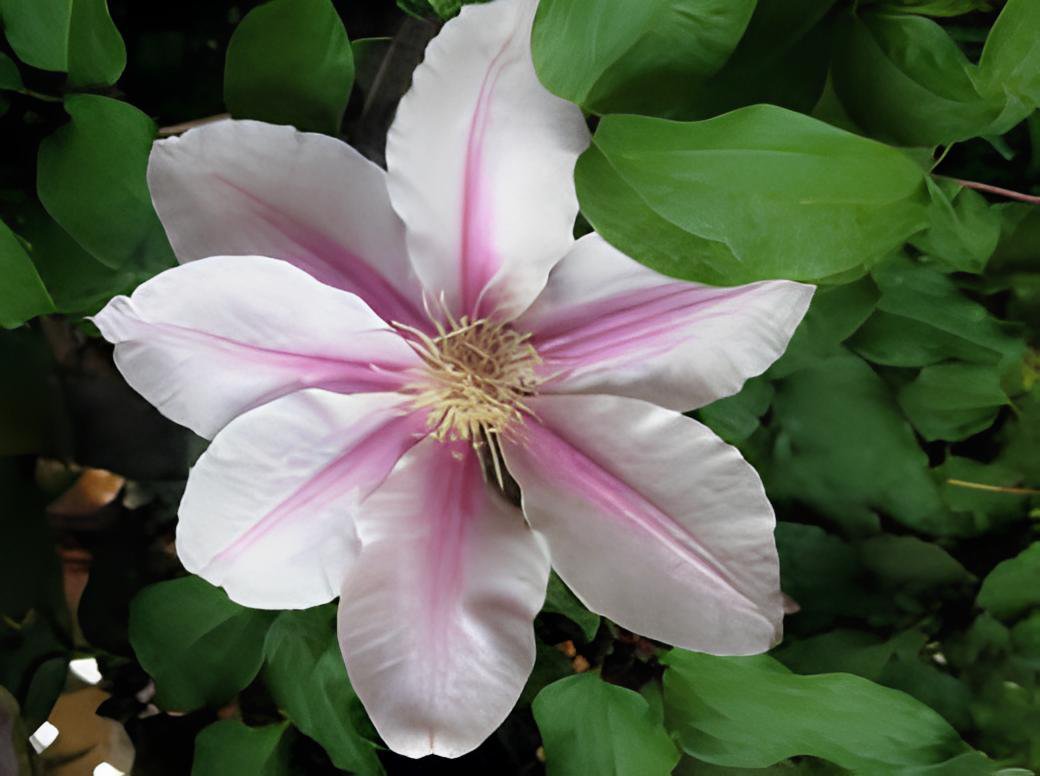 200 Seeds Clematis Flower - Purple White Bi-color Flower Fresh Seeds
