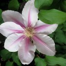 200 Seeds Clematis Flower - Purple White Bi-color Flower Fresh Seeds