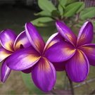 200 Seeds Purple Frangipani Flowers Plumeria Rubra Flower Plants Fresh Seeds