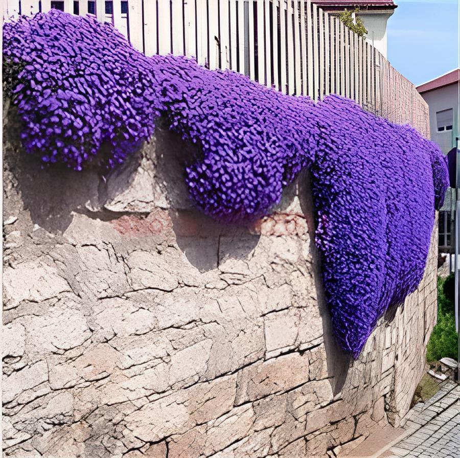 200 Seeds Creeping Thyme Bonsai or Blue Rock Bonsai Perennial Fresh Seeds