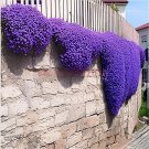 200 Seeds Creeping Thyme Bonsai or Blue Rock Bonsai Perennial Fresh Seeds