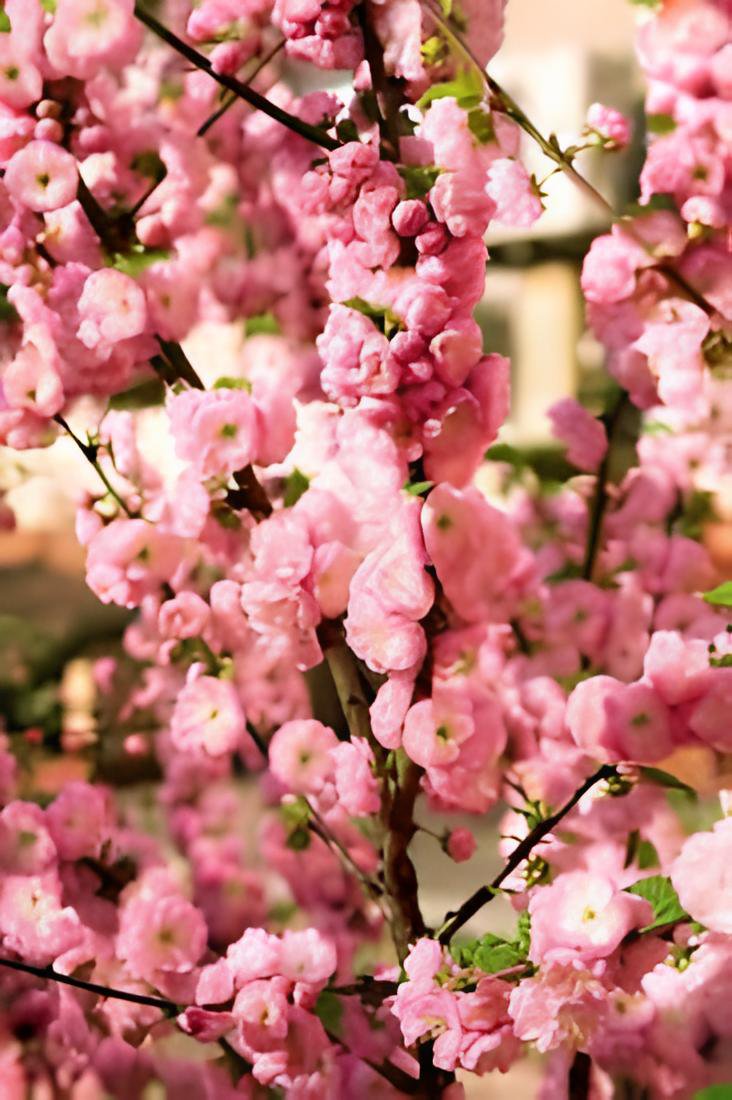 10 Seeds Fragrant Winter Bonsai Flower Yellow Red Pink Fresh Seeds