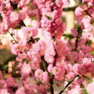 10 Seeds Fragrant Winter Bonsai Flower Yellow Red Pink Fresh Seeds