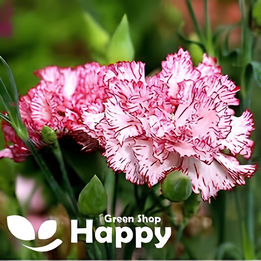 200 Seeds Carnation Bonsai Black Carnation Flower Dianthus caryophyllus Fresh Seeds