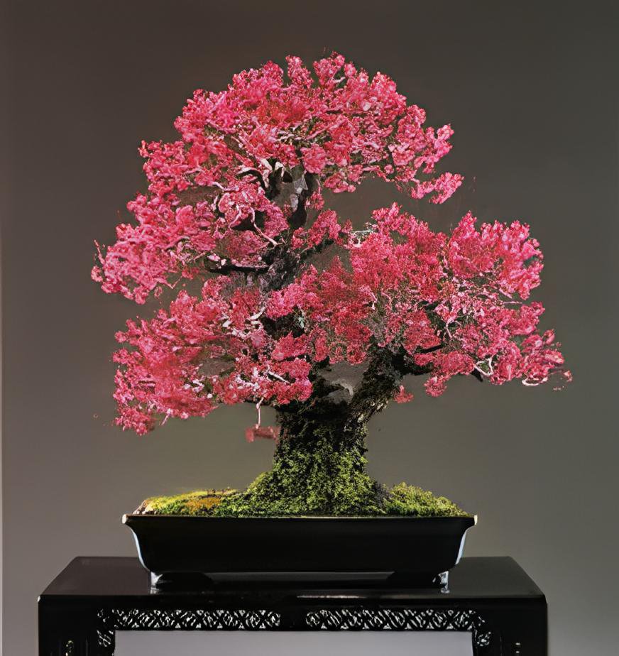 100 Seeds Japanese Creeper Bonsai Rare Boston Snail Flower Vine Bonsai Fresh Seeds