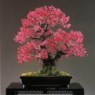 100 Seeds Japanese Creeper Bonsai Rare Boston Snail Flower Vine Bonsai Fresh Seeds