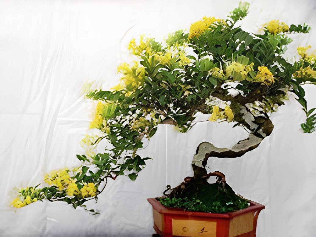 200 Seeds Potentilla Fruticosa Flowerpot Plant Fruticosa Bonsai Plant Roots Fresh Seeds