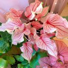 200 Seeds Caladium Bonsai Plants Assorted Colors Perennial Flowers Fresh Seeds