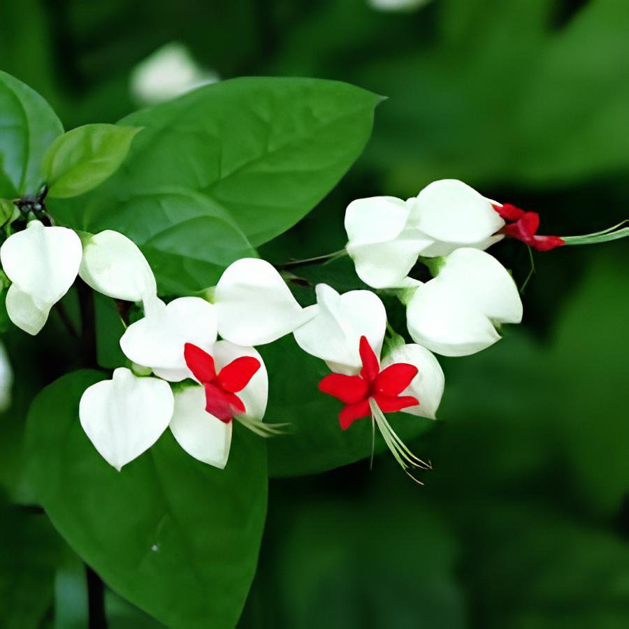 40 Seeds Rare Clerodendrum thomsoniae Balf Seeds for Garden Flower Bonsai Fresh Seeds