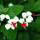 40 Seeds Rare Clerodendrum thomsoniae Balf Seeds for Garden Flower Bonsai Fresh Seeds