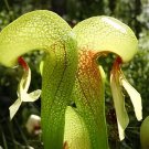 20 Seeds Carnivorous Cobra Lily Darlingtonia Californica Flower Fresh Seeds