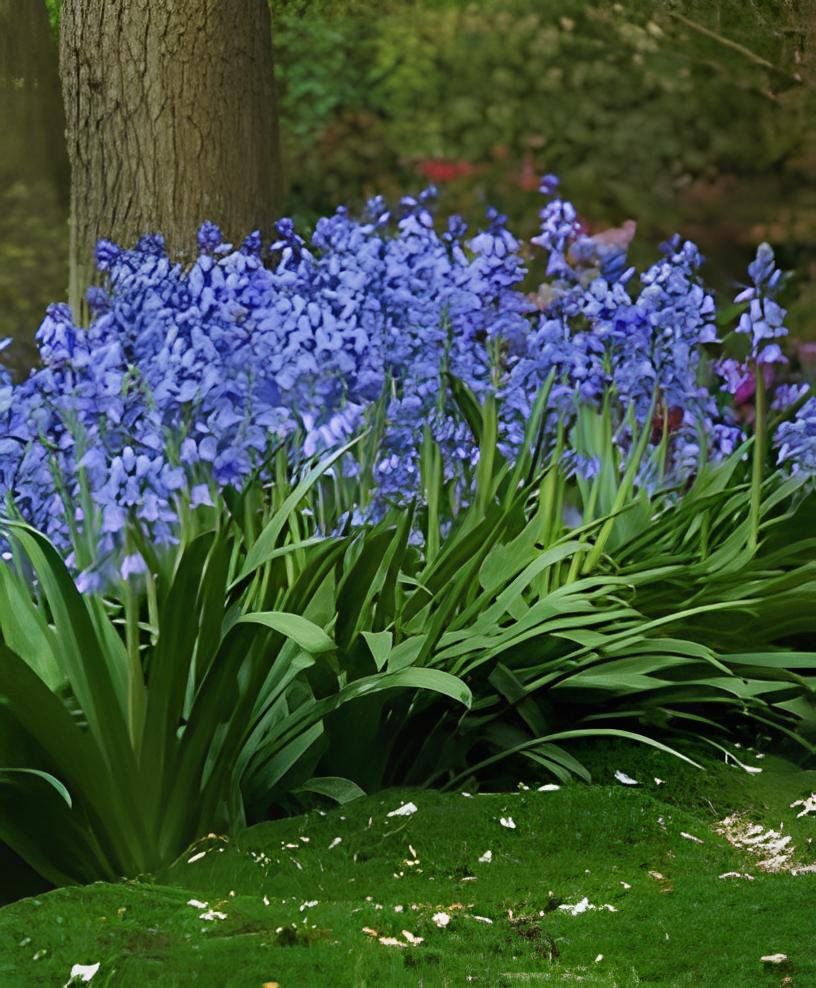200 Seeds Mixed Wooden Hyacinths Spanish Hyacinths Fresh Seeds