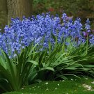 200 Seeds Mixed Wooden Hyacinths Spanish Hyacinths Fresh Seeds